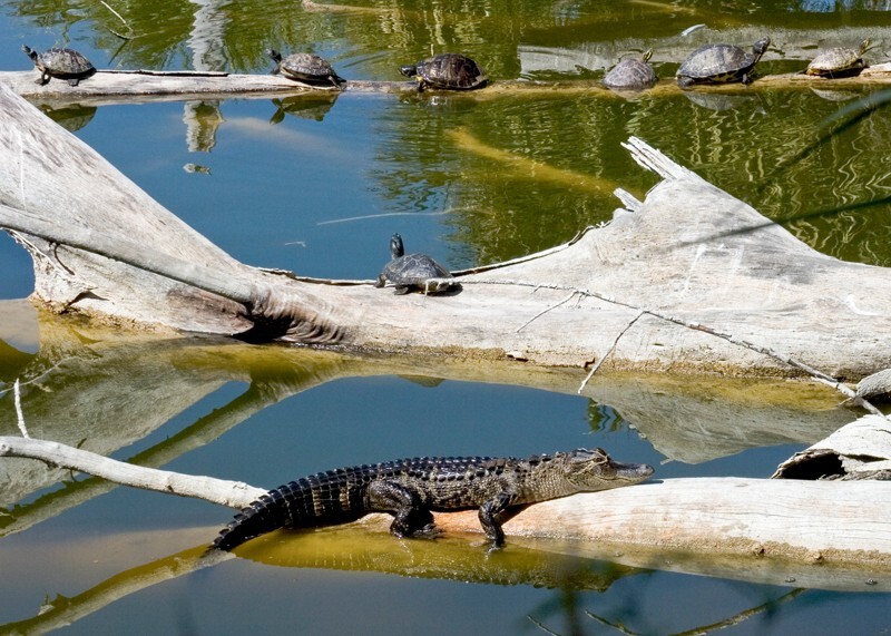 Aligators _0018 - Alligators