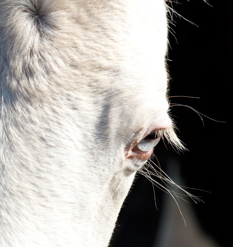 AnimalsCreatures _0018 - Animals, Creatures