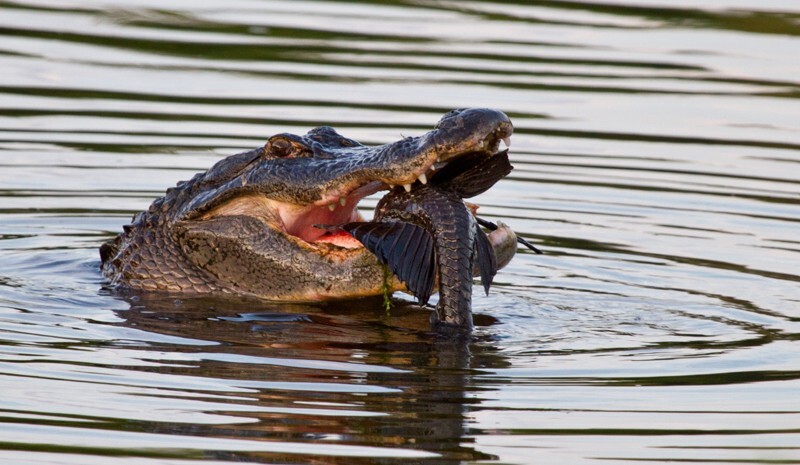 Aligators _0040 - Alligators