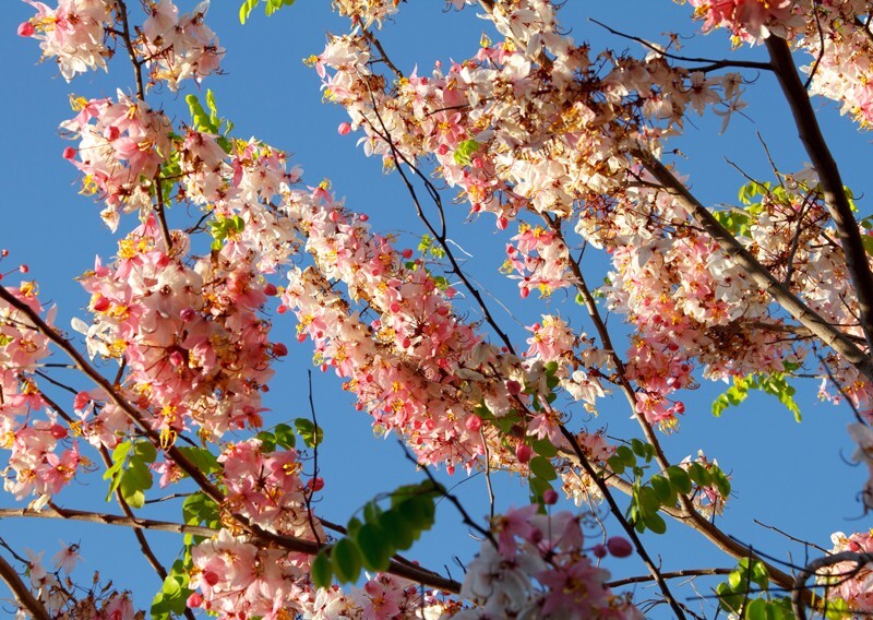 Trees  _0014 - Trees