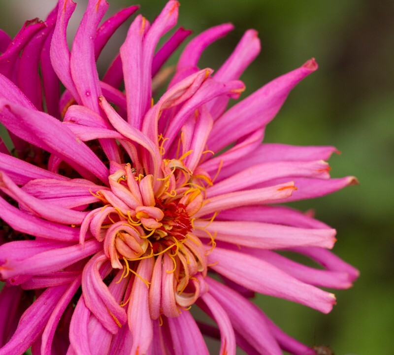 Floral_0090 - Floral - Plants