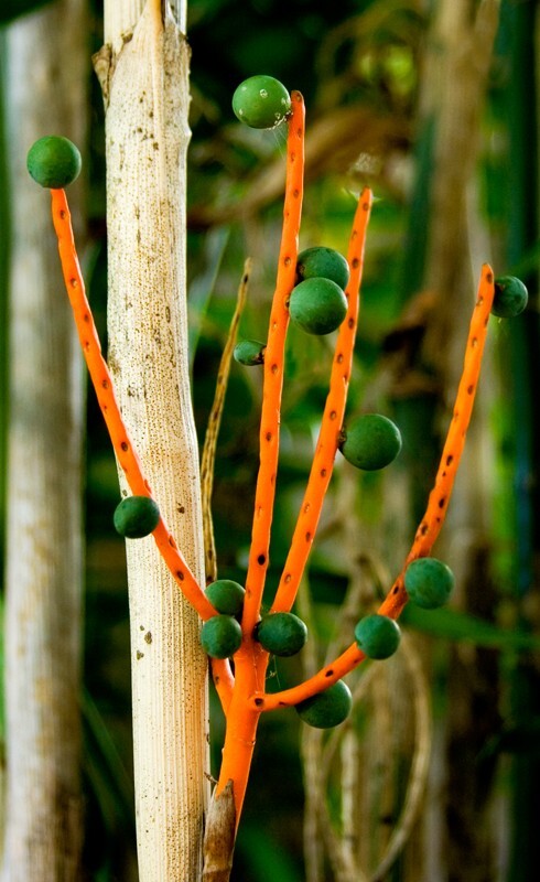 Floral_0157 - Floral - Plants