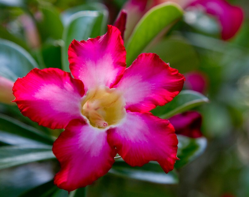 Floral_0109 - Floral - Plants