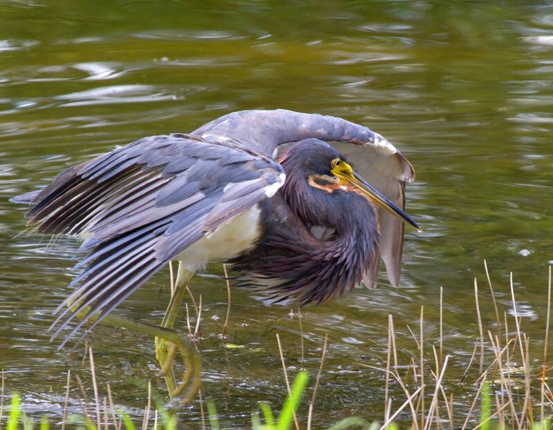 Tricolored Heron _0014 - Tri-Colored Heron