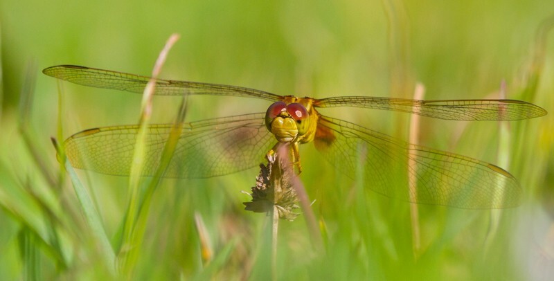 Dragonflies _0002 - Dragonflies