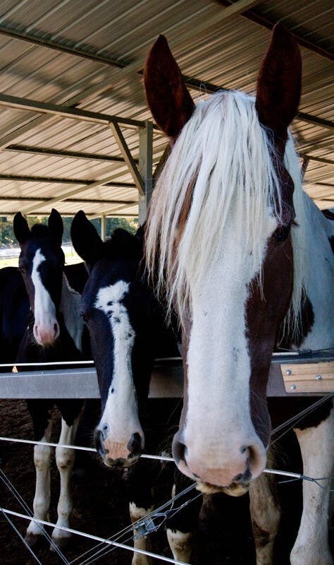 AnimalsCreatures _0014 - Animals, Creatures