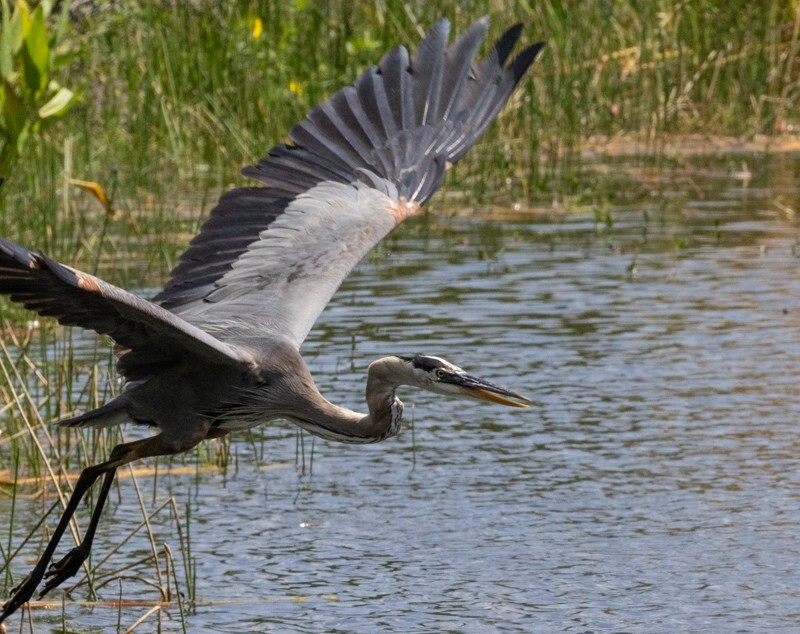 Great Blue Heron _0098 - Great Blue Heron