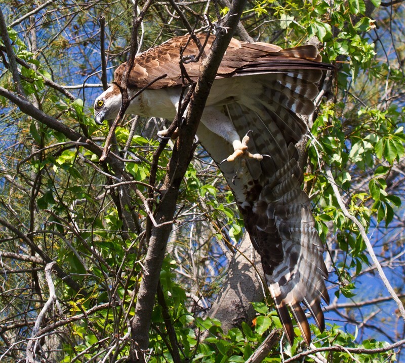 Osprey_0012 - Osprey