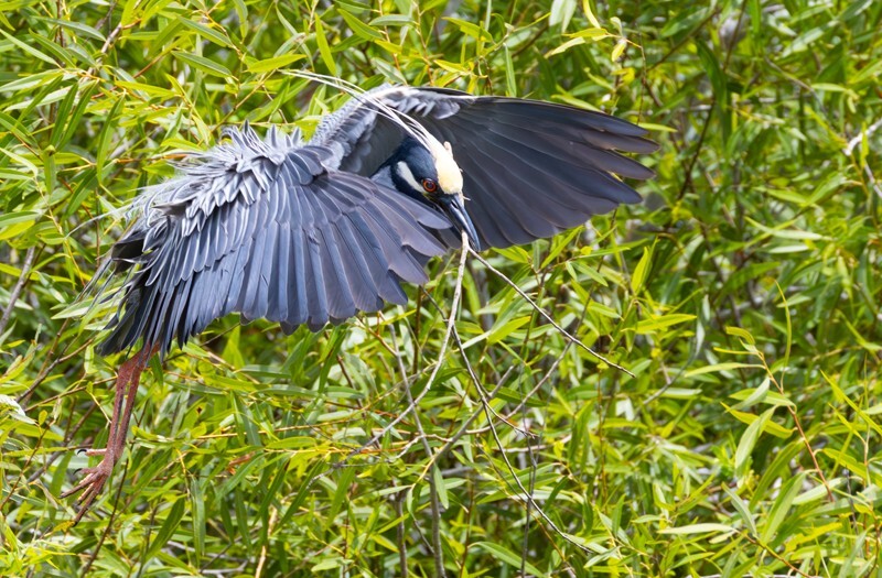 Yellow Crowned Night Heron _0023 - Yellow Crowned Night Heron