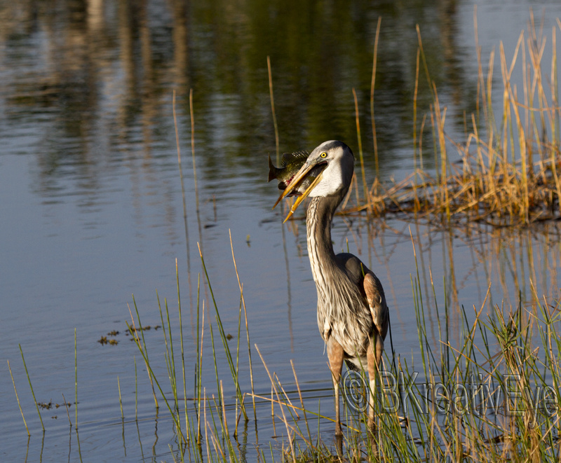 BH Birds 133 - Great Blue Heron