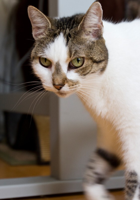 AnimalsCreatures _0088 - Animals, Creatures