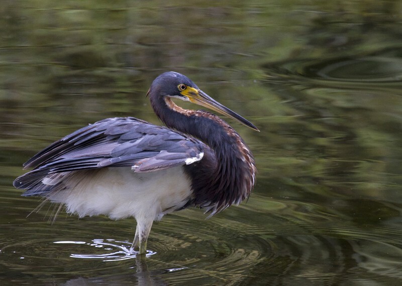Tricolored Heron _0003 - Tri-Colored Heron