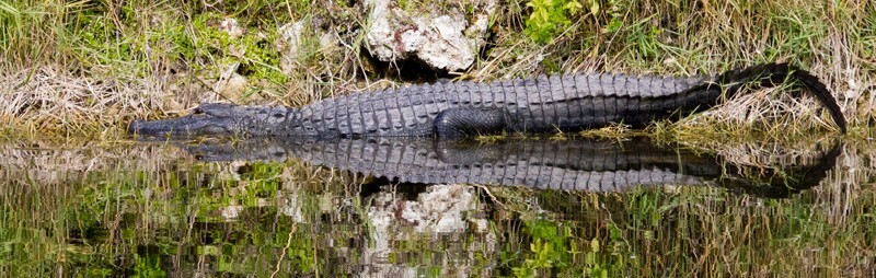 Aligators _0054 - Alligators