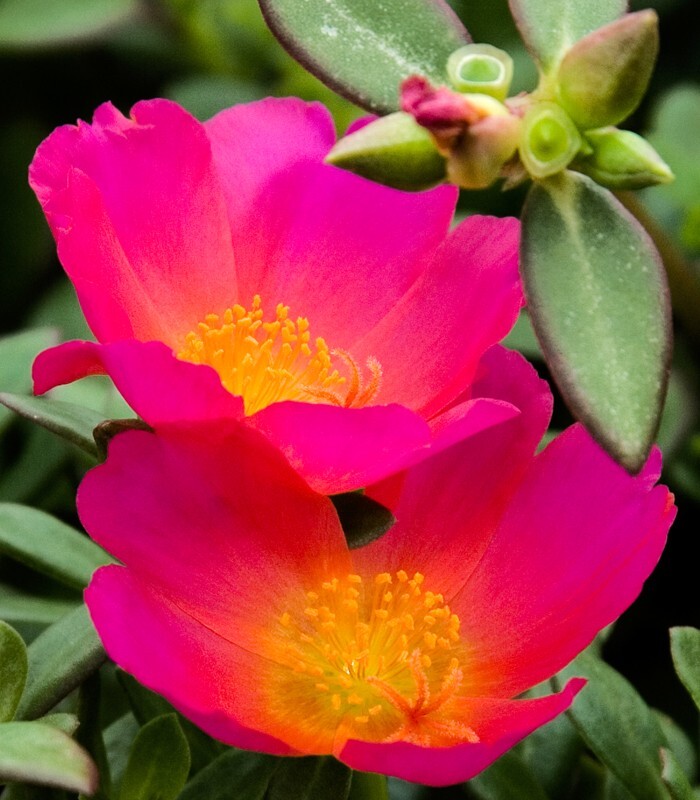 Floral_0147 - Floral - Plants