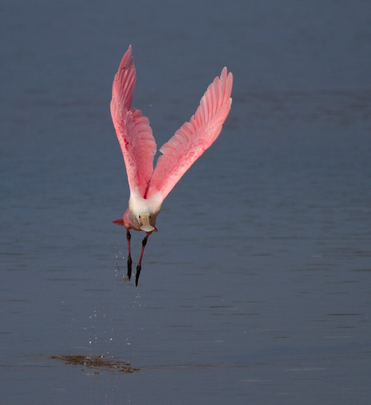 Roseate Spoonbil _0021 - Roseate Spoonbill