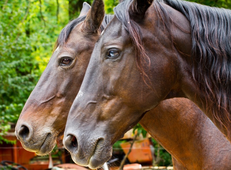 AnimalsCreatures _0004 - Animals, Creatures