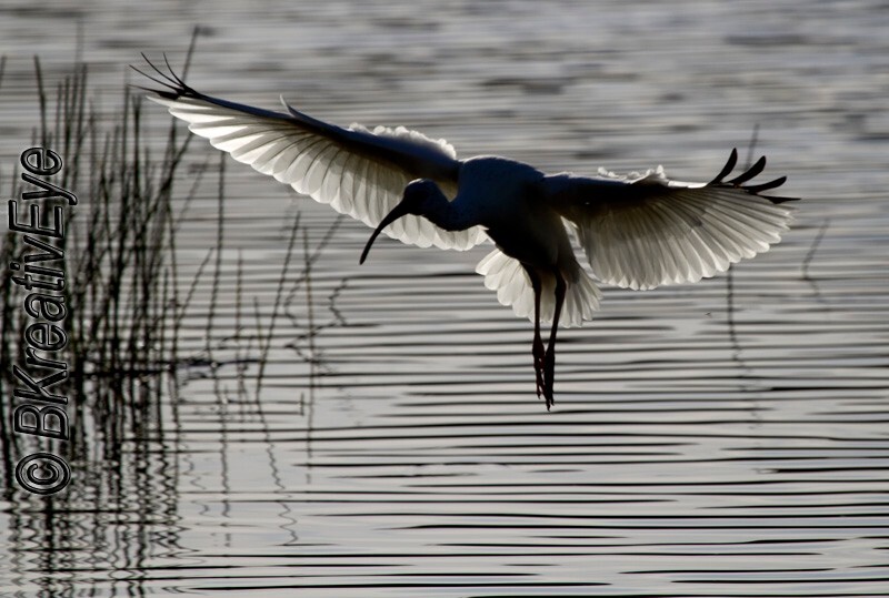 Birds 314 - Birds