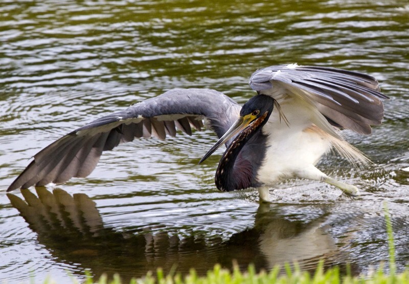 Tricolored Heron _0027 - Tri-Colored Heron