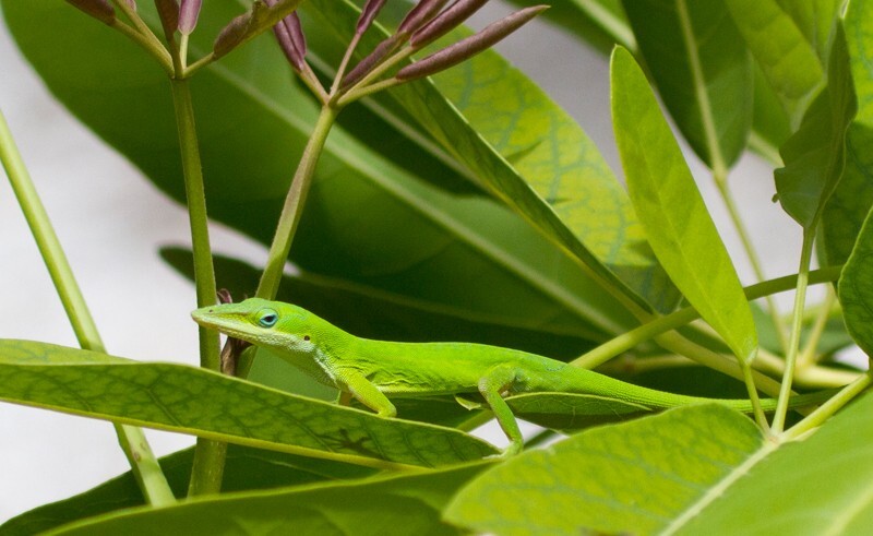 AnimalsCreatures _0069 - Animals, Creatures