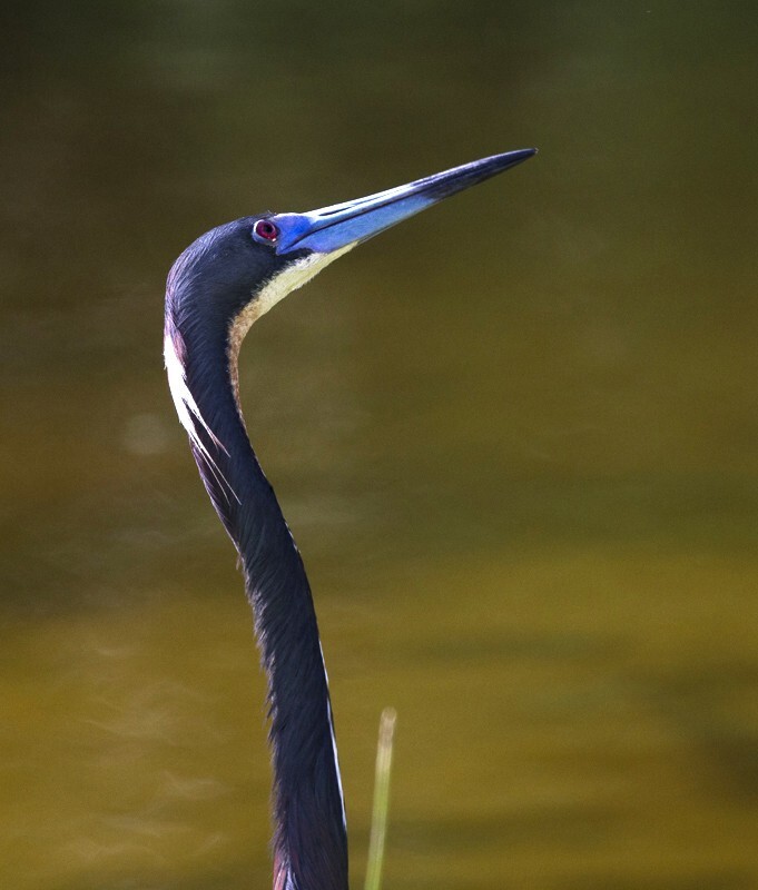 Tricolored Heron _0019 - Tri-Colored Heron