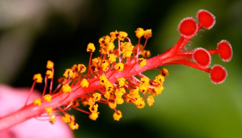 Floral_0160 - Floral - Plants