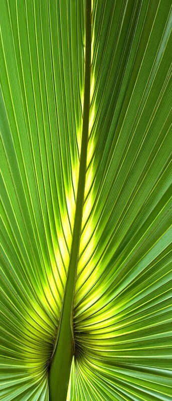 Trees  _0052 - Trees