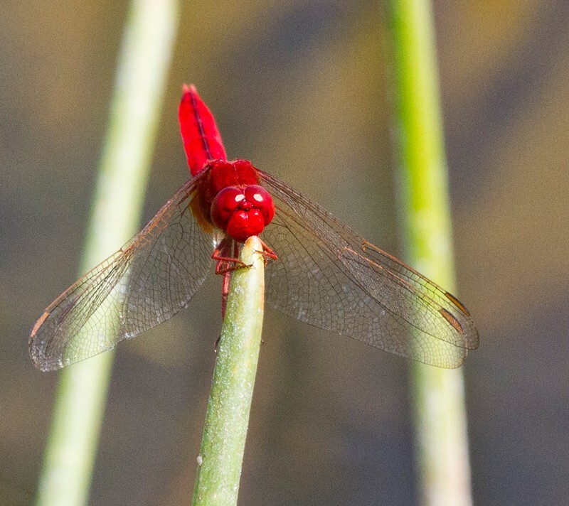 Dragonflies _0037 - Dragonflies