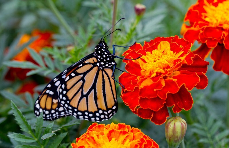 AnimalsCreatures _0051 - Animals, Creatures