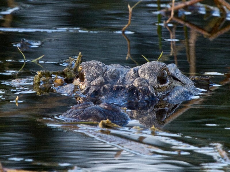 Aligators _0003 - Alligators