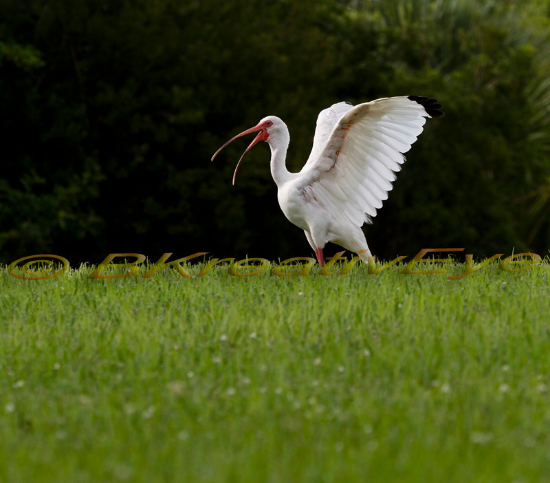 Birds 191 - Birds