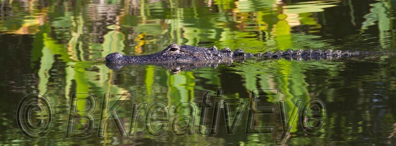 AnimalsCreatures 138 - Alligators