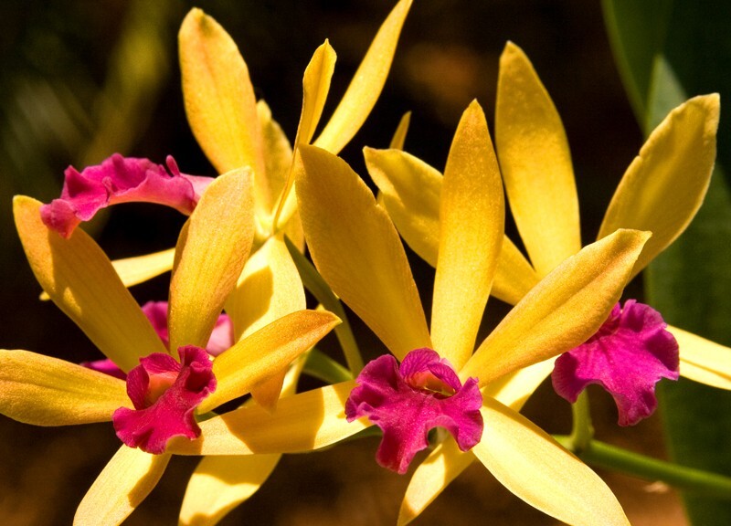 Floral_0132 - Floral - Plants