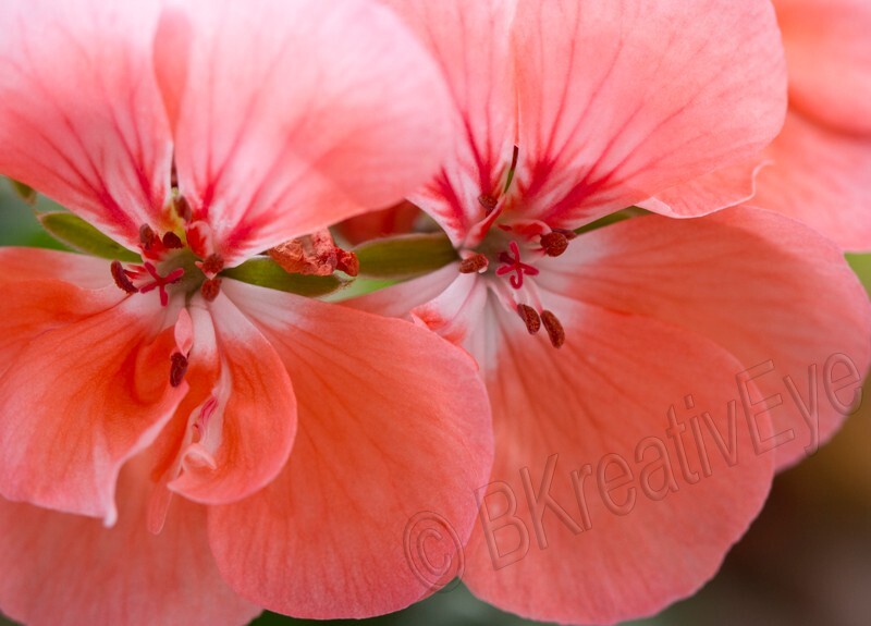 Floral 149 - Floral - Plants