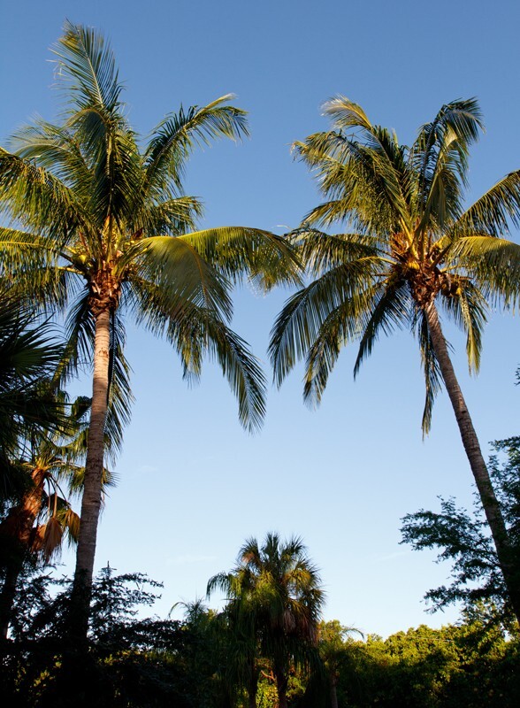 Trees  _0009 - Trees