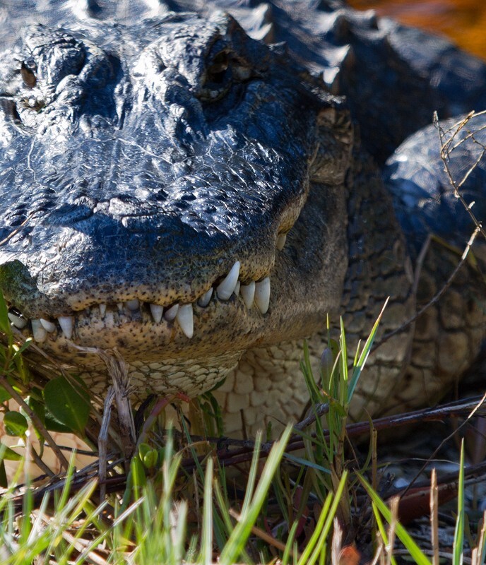 Aligators _0022 - Alligators