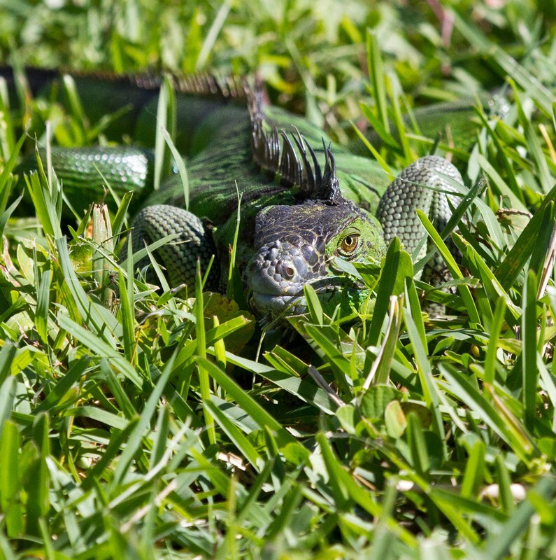 AnimalsCreatures _0061 - Animals, Creatures