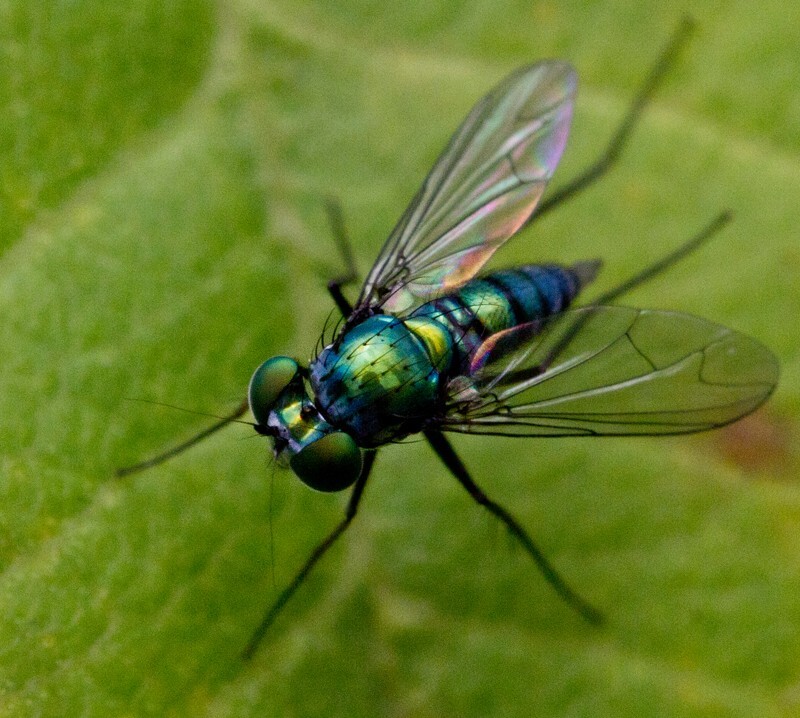 AnimalsCreatures _0026 - Animals, Creatures