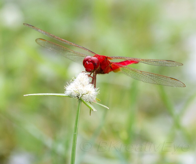 DF AnimalsCreatures 201 - Dragonflies