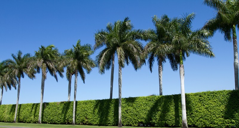 Trees  _0065 - Trees