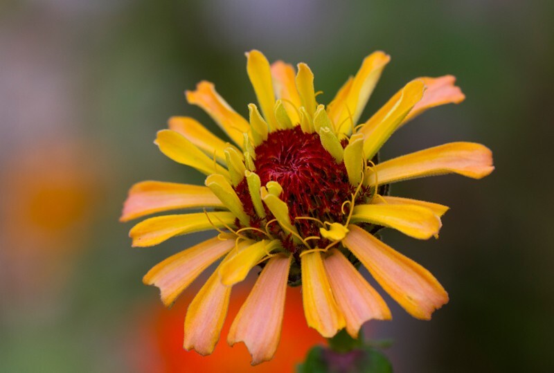 Floral_0091 - Floral - Plants