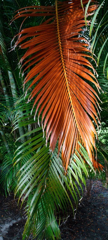 Trees  _0070 - Trees