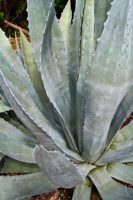 Trees  _0041 - Trees