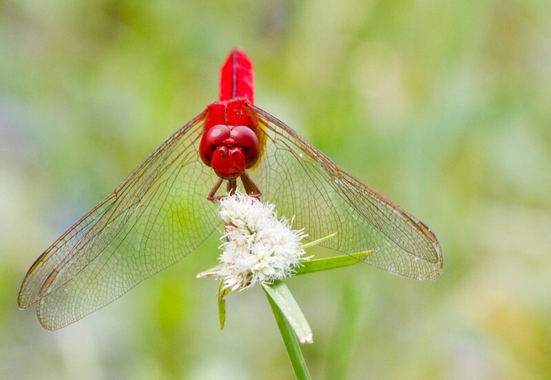 Dragonflies _0032 - Dragonflies