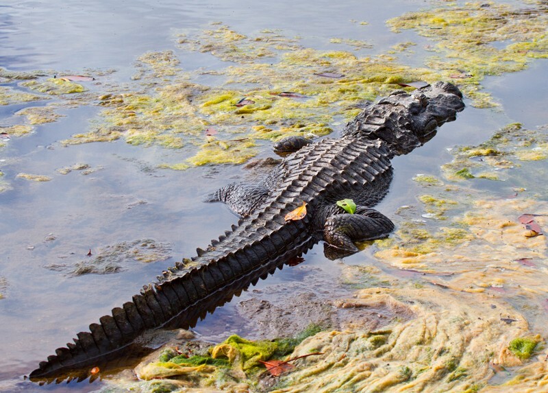 Aligators _0007 - Alligators