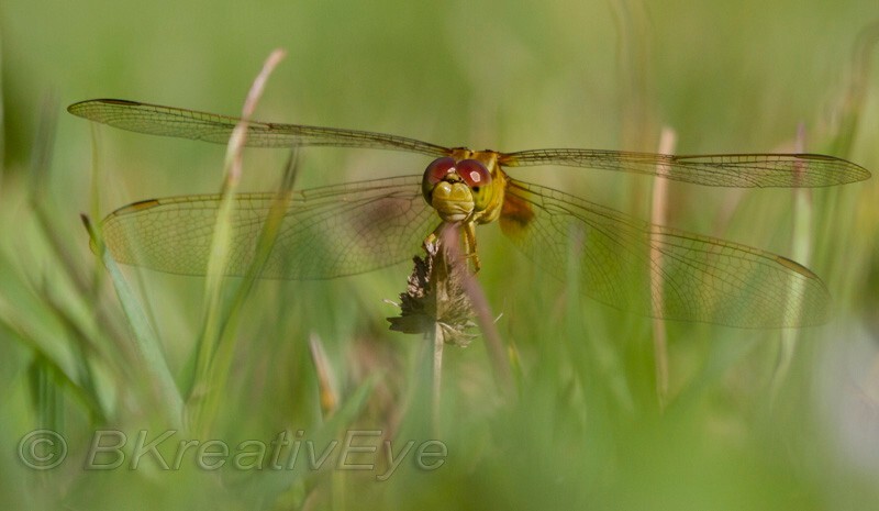 DF AnimalsCreatures 198 - Dragonflies