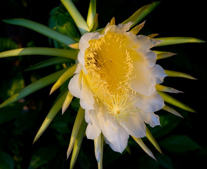 Floral_0054 - Floral - Plants