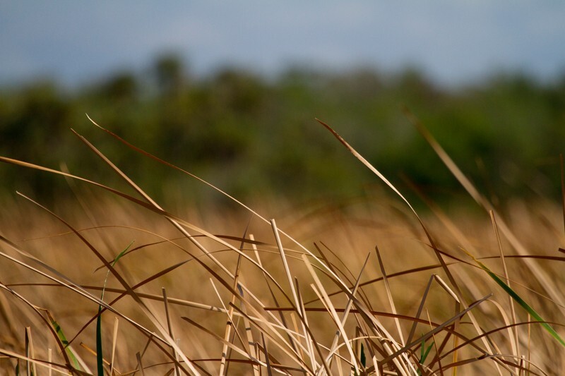 Floral_0126 - Floral - Plants