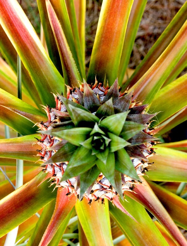 Floral_0144 - Floral - Plants