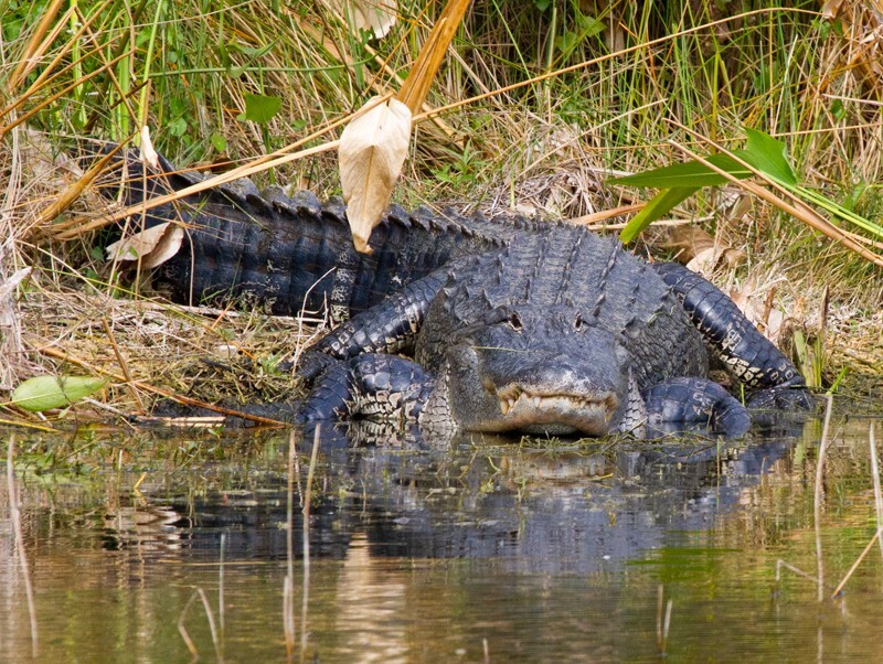 Aligators _0004 - Alligators