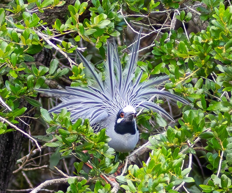 Yellow Crowned Night Heron _0013 - Yellow Crowned Night Heron